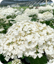 Load image into Gallery viewer, Incrediball® Smooth Hydrangea
