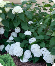 Load image into Gallery viewer, Incrediball® Smooth Hydrangea
