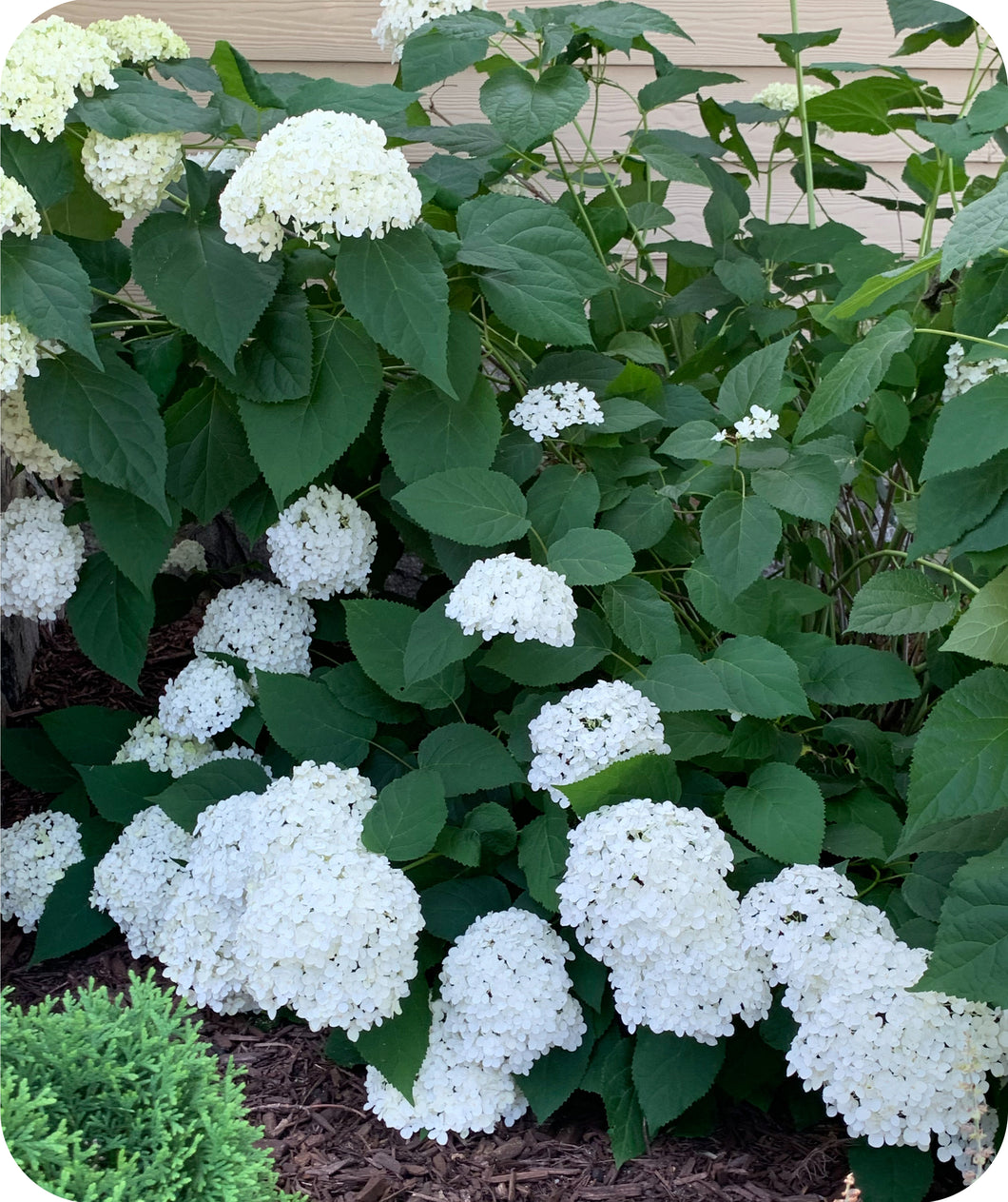 Incrediball® Smooth Hydrangea