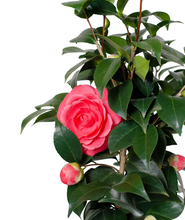 Load image into Gallery viewer, Jack&#39;s Camellia Japonica
