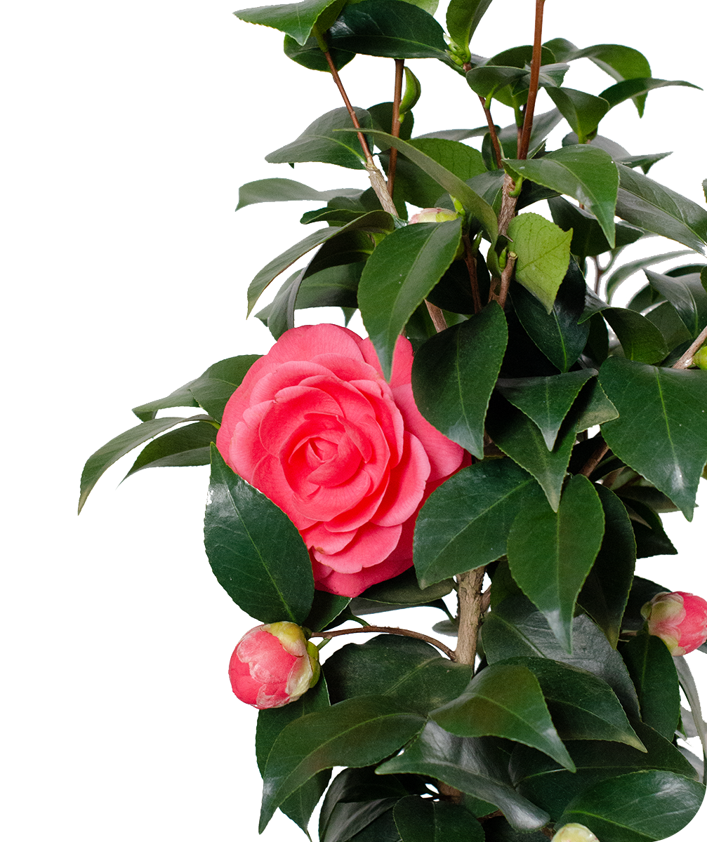 Jack's Camellia Japonica