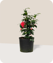 Load image into Gallery viewer, Jacks Camellia in 3 Gallon Pot
