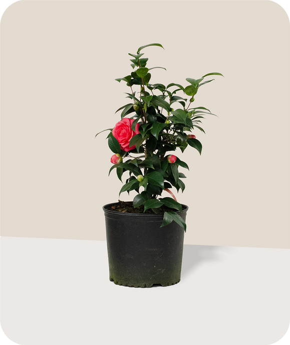 Jacks Camellia in 3 Gallon Pot