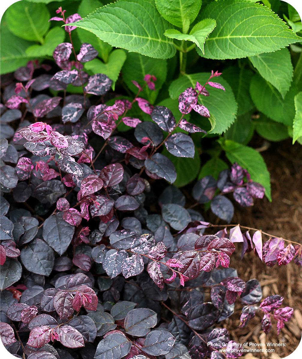 Close up of Jazz Hands Variegated Loropetalum in landscape against a hydrangea