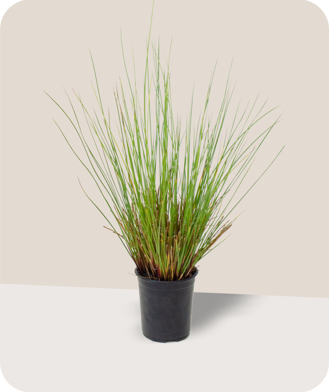 Juncus Effusus