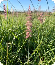 Load image into Gallery viewer, Karley Rose Oriental Fountain Grass
