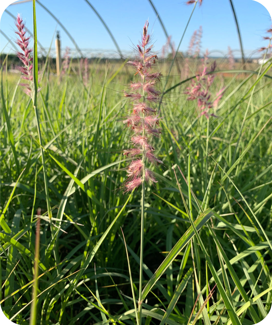 Karley Rose Oriental Fountain Grass