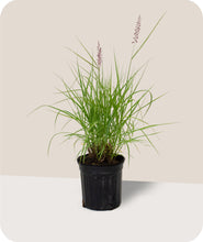 Load image into Gallery viewer, Karley Rose Fountain Grass in #1 Gallon
