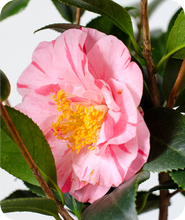 Load image into Gallery viewer, Lady Laura Camellia Japonica
