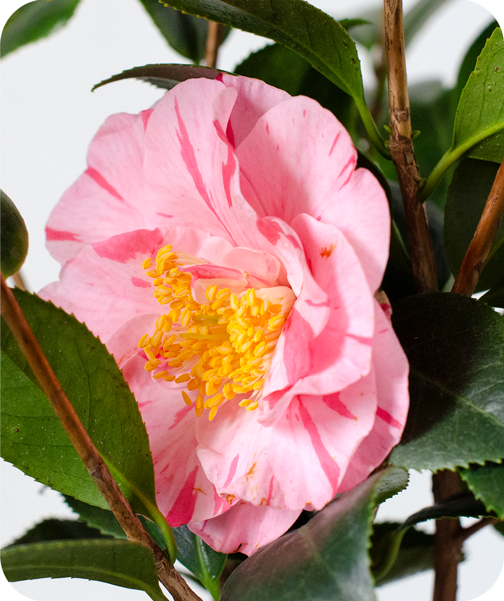 Lady Laura Camellia Japonica