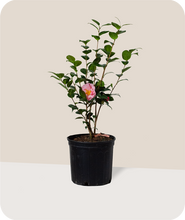 Load image into Gallery viewer, Lady Laura Camellia Japonica
