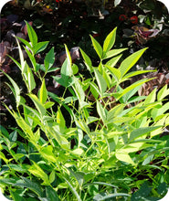 Load image into Gallery viewer, Lemon Lime Nandina&#39;s bright green foliage in the landscape
