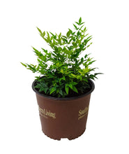 Load image into Gallery viewer, Lemon Lime Nandina in Southern Living 3 Gallon Pot
