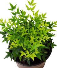 Load image into Gallery viewer, ‘Lemon-Lime’ Nandina
