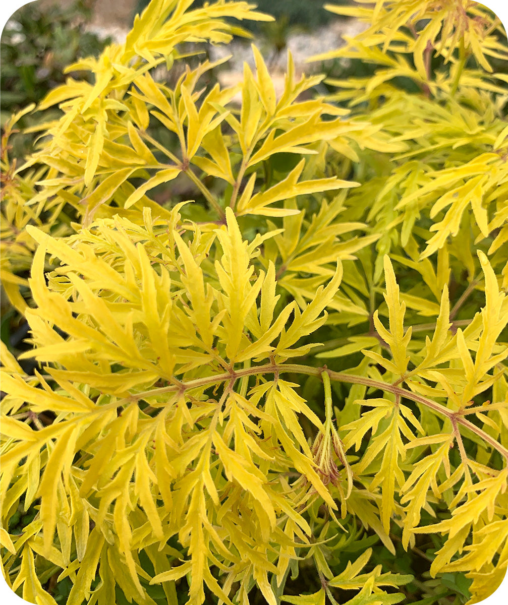 Bright yellow green foliage on Lemony Lace Sambucus