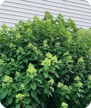 Load image into Gallery viewer, Limelight Hydrangea covered in buds that will be blooming soon
