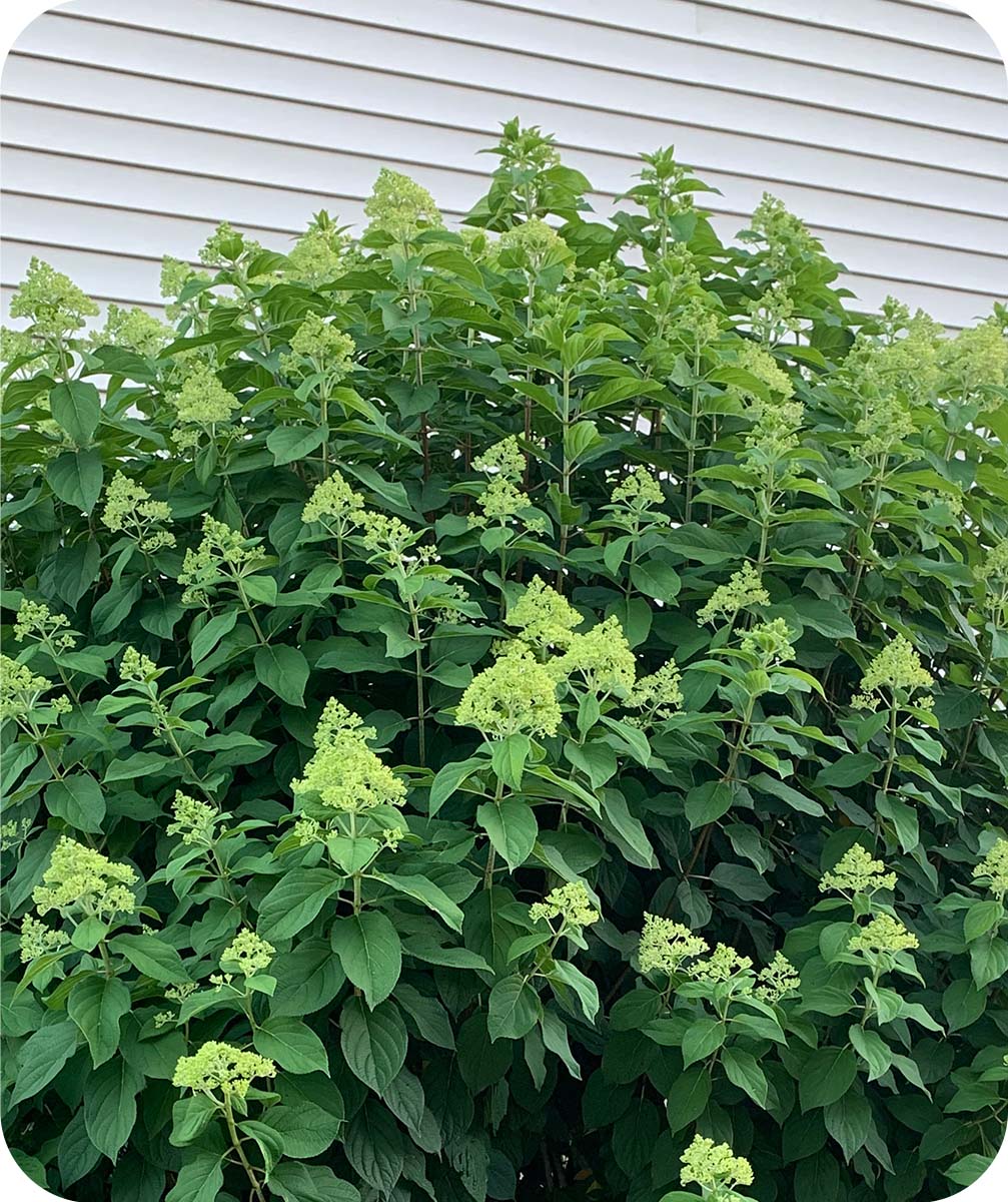 Limelight Hydrangea covered in buds that will be blooming soon