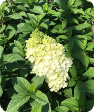 Load image into Gallery viewer, Limelight Hydrangea
