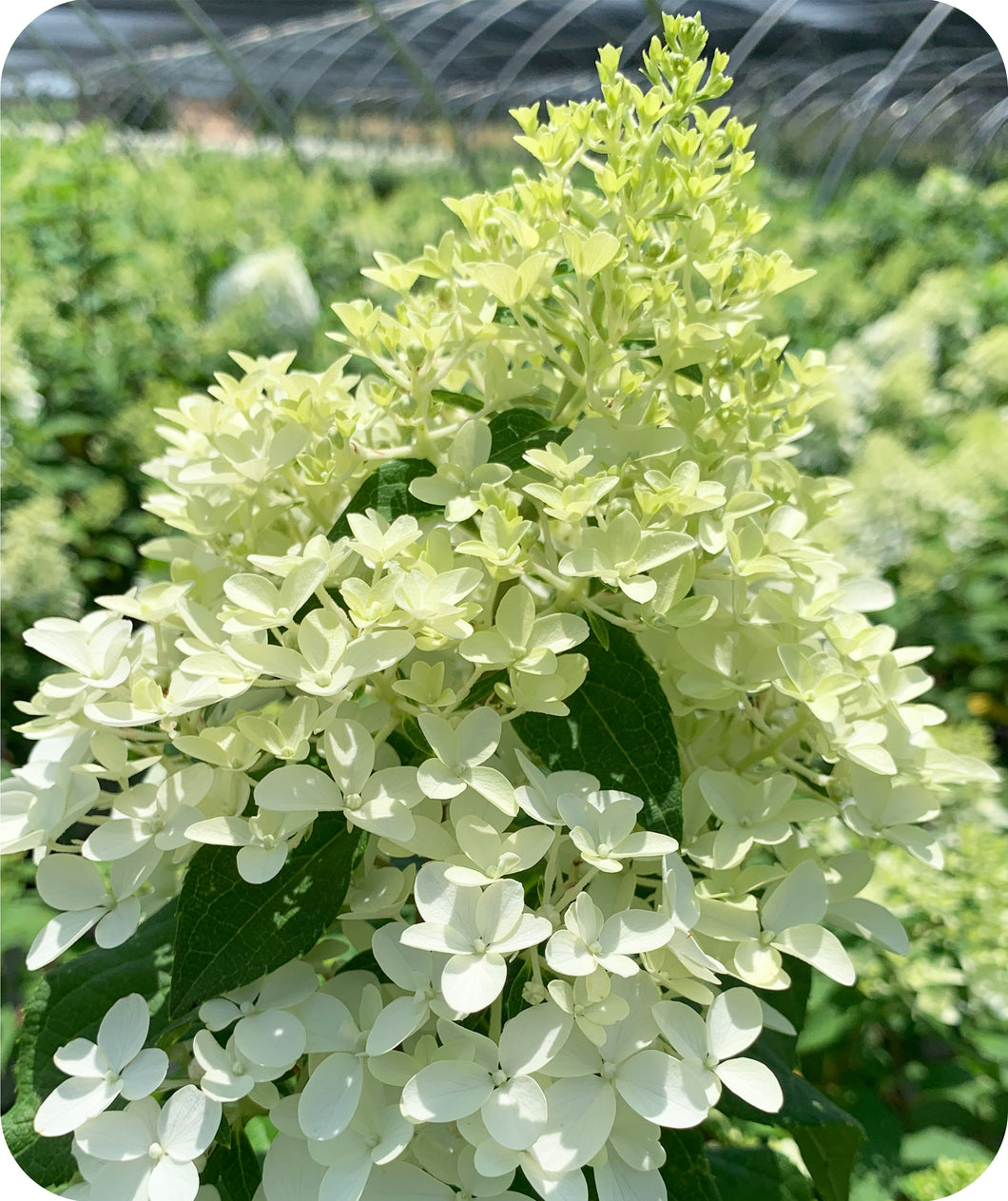 Limelight Prime® Panicle Hydrangea