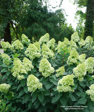 Load image into Gallery viewer, Profusely blooming Limelight Prime Hydrangea in landscape
