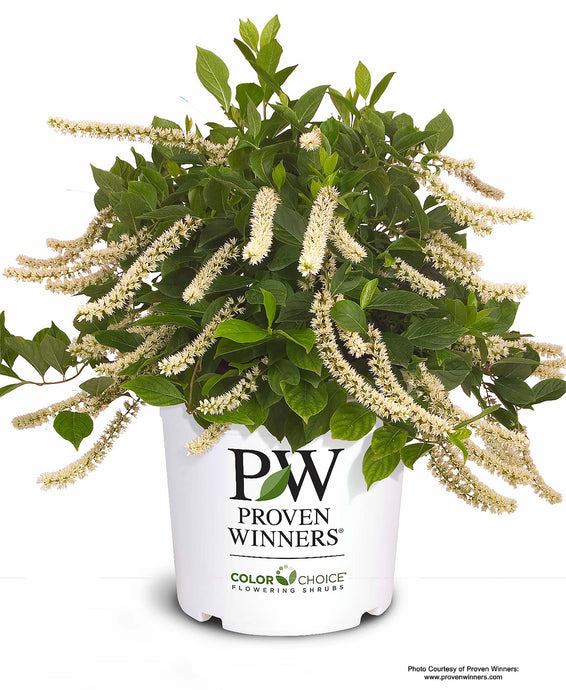 Little Henry Sweetspire in White Proven Winners pot