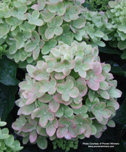 Load image into Gallery viewer, Little Lime® Panicle Hydrangea
