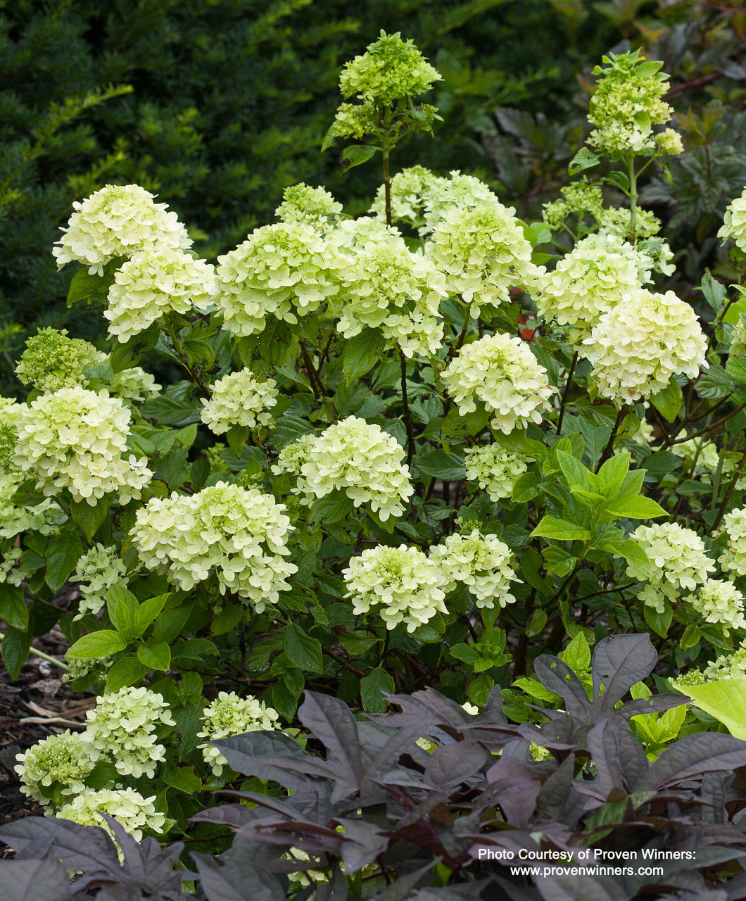 Little Lime® Panicle Hydrangea