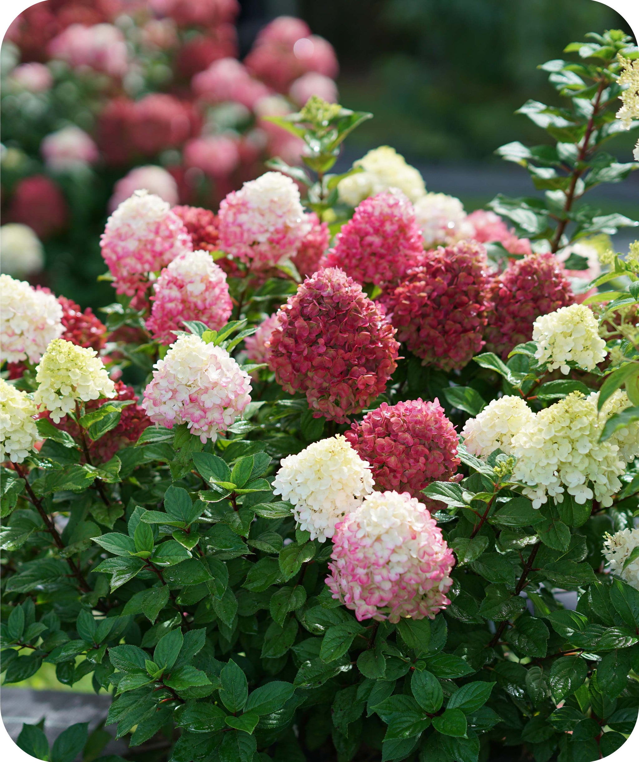 Hortensiaページ Amazon.com : QAUZUY GARDEN Strawberry Hydrangea Seeds