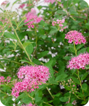 Load image into Gallery viewer, Little Princess Spirea
