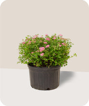 Load image into Gallery viewer, Little Princess Spirea in 3 Gallon pot
