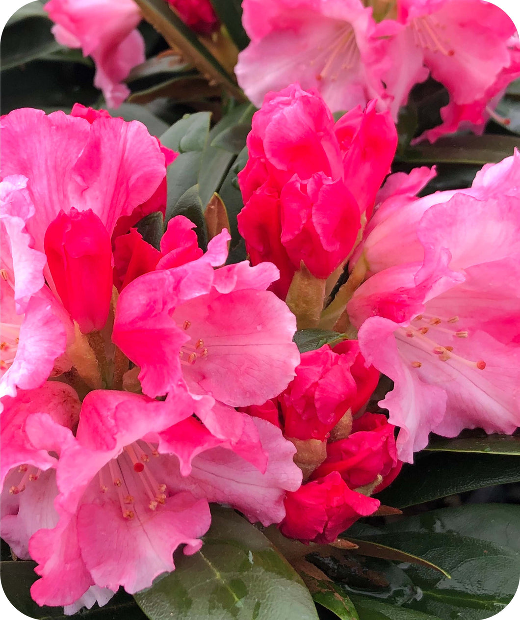 Mardi Gras Rhododendron Bloom