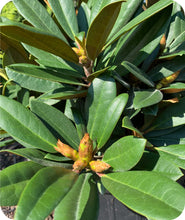 Load image into Gallery viewer, Mardi Gras Rhododendron

