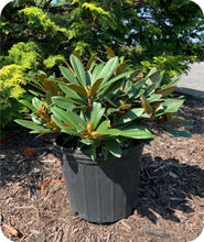 Load image into Gallery viewer, Mardi Gras Rhododendron in 3 gallon pot
