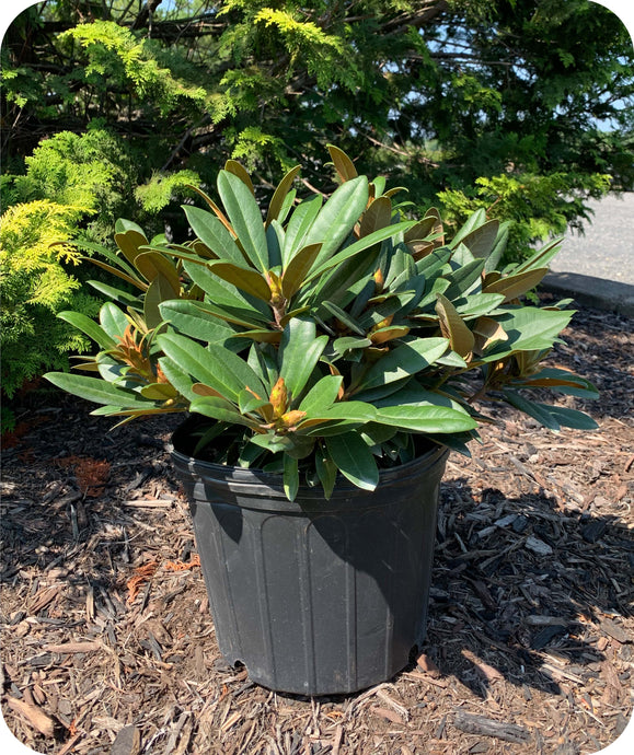 Mardi Gras Rhododendron in 3 gallon pot