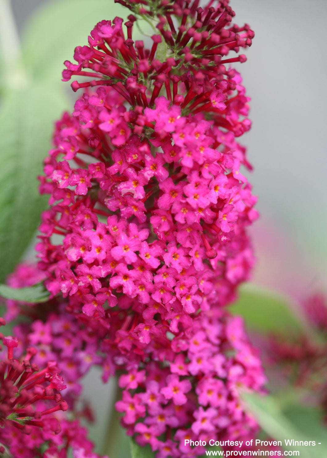 Miss Molly Butterfly Bush