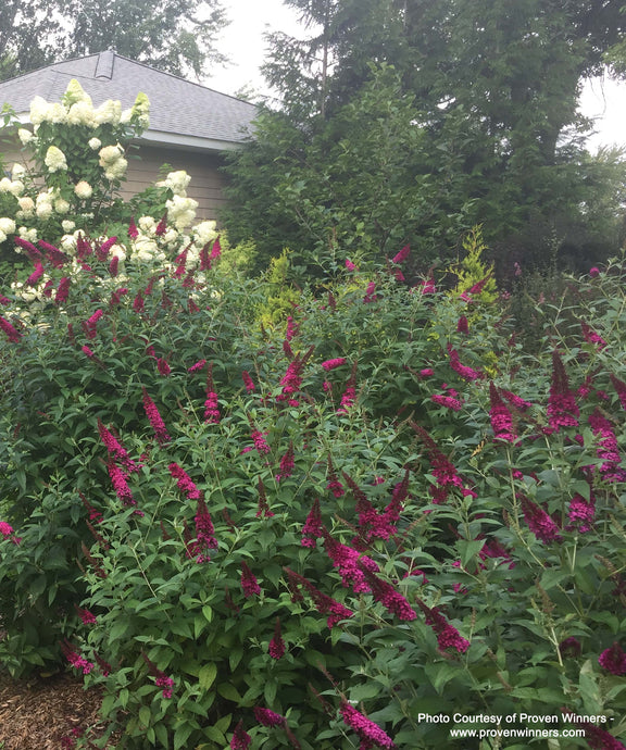 Blooming Miss Molly Butterfly Bush in landscape with Limelight Hydrangea