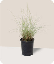 Load image into Gallery viewer, Morning Light Maiden Grass In 1 Gallon Pot
