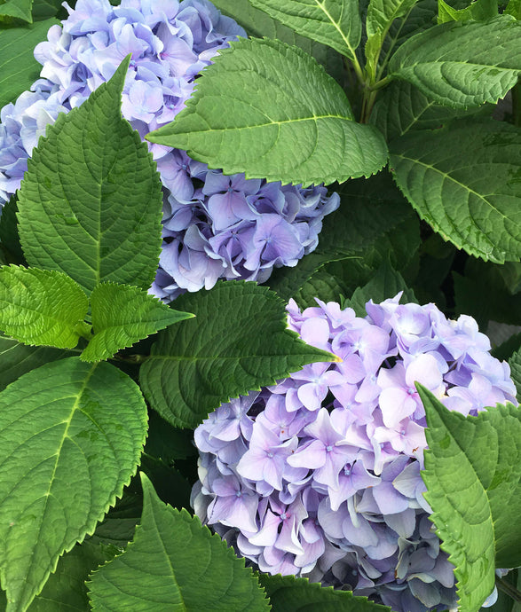 Beautiful purple blue mop head blooms of Nikko Blue Hydrangea