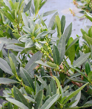 Load image into Gallery viewer, Otto Luyken Laurel Close Up with Buds
