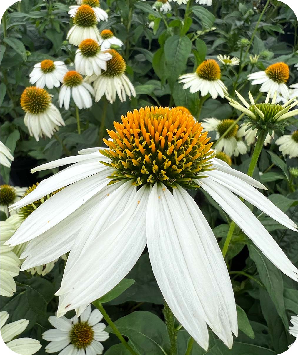 Pow Wow White Coneflower