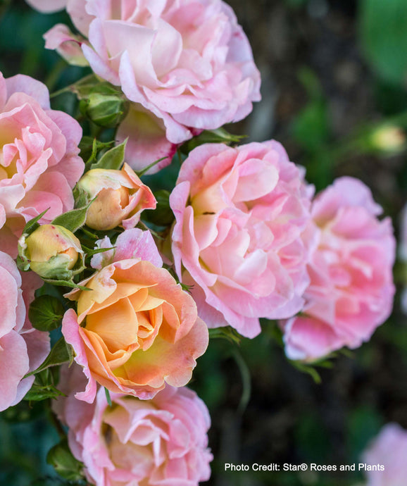 Close Up of pastel peachy pink Peach Drift Rose blooms