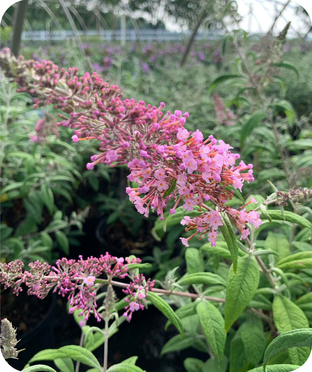 Pink Delight Butterfly Bush Bloom Close Up