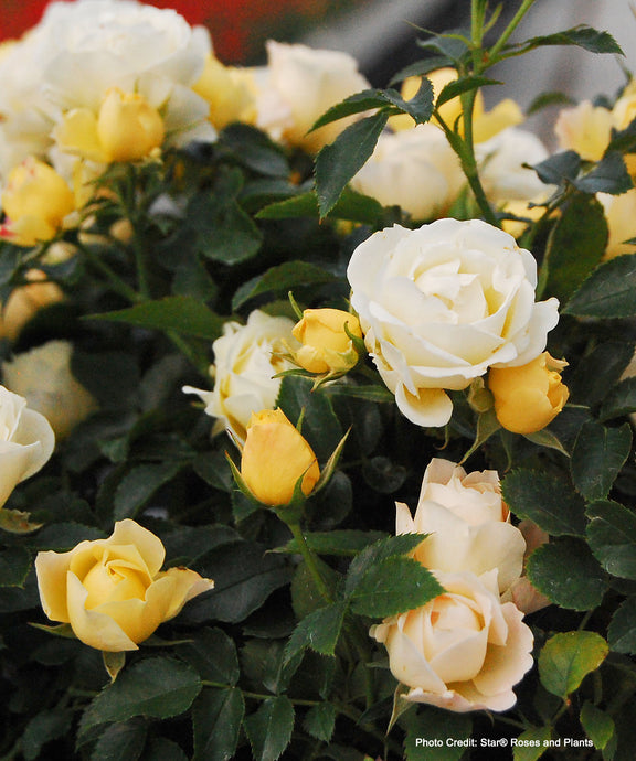 Close up of buttery yellow blooms that fade to white on Popcorn Drift Rose