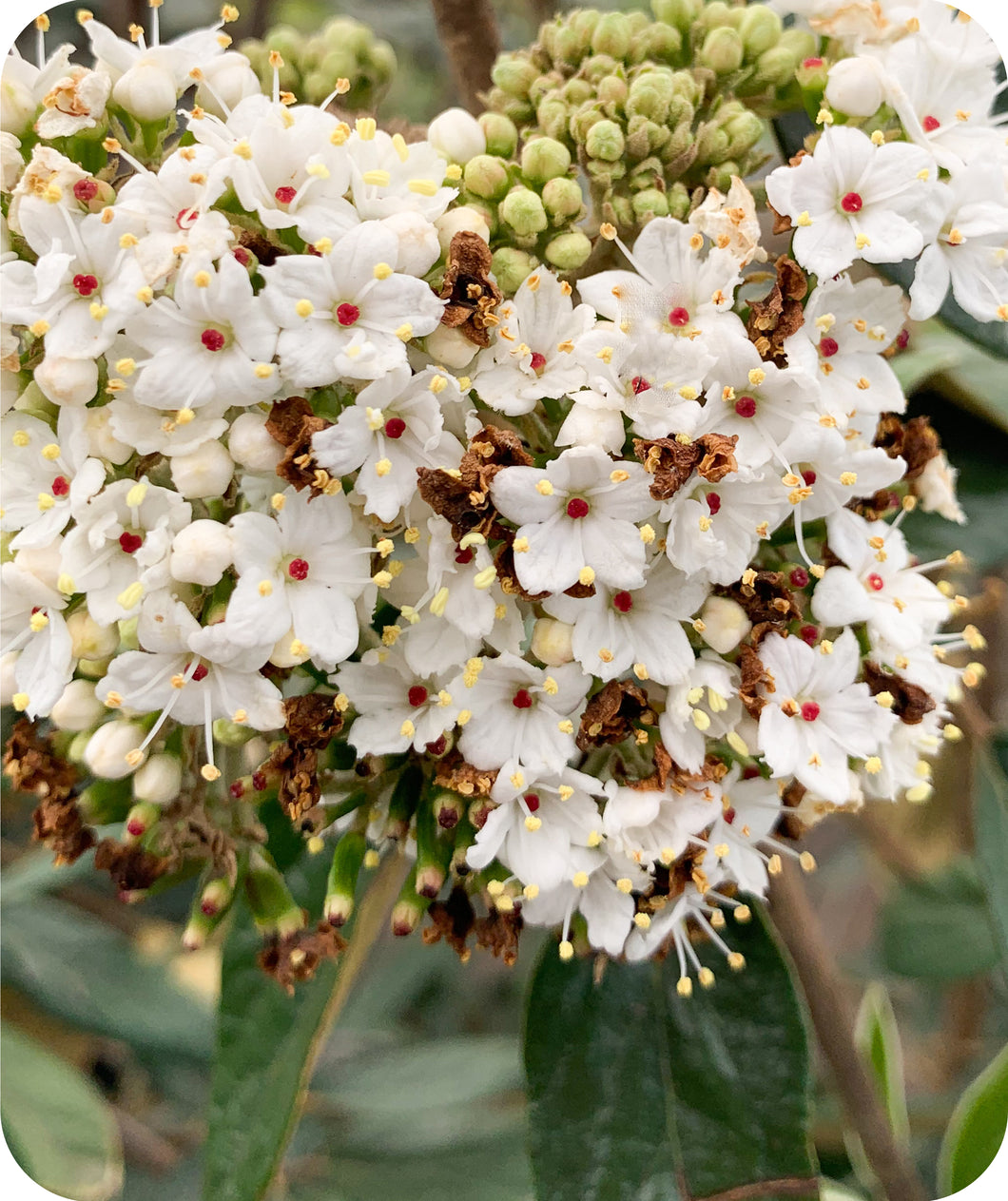 Prague Viburnum