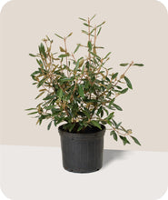 Load image into Gallery viewer, Prague Viburnum in 3 Gallon Pot
