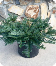 Load image into Gallery viewer, Prostrata Plum Yew in 3 gallon pot in front of rock wall
