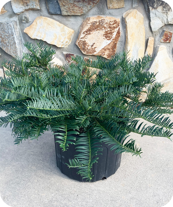 Prostrata Plum Yew in 3 gallon pot in front of rock wall