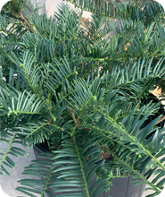 Load image into Gallery viewer, Close up of green foliage or Prostrata Plum Yew
