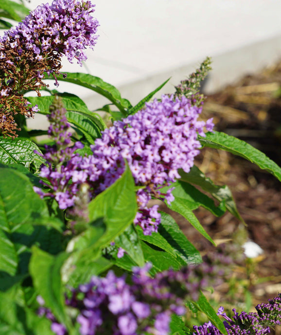 Lilac purple blooms on Pugster Amethyst Butterfly Bush