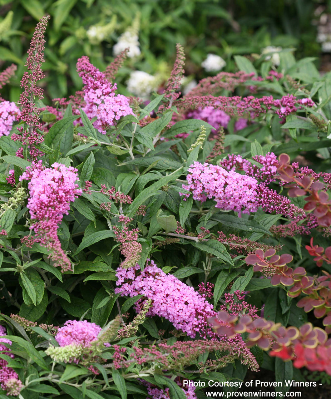 Pugster Pink Butterfly Bush blooming in landscape